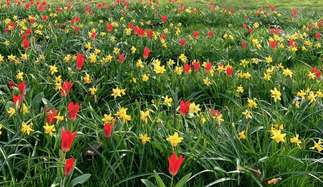 RE-START č. 3 – Jak jsem si zamilovala jaro