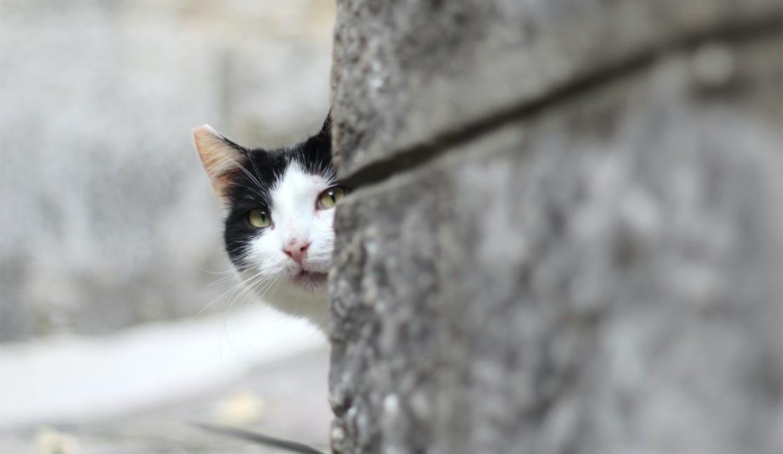 Když na kocoura přijde jaro