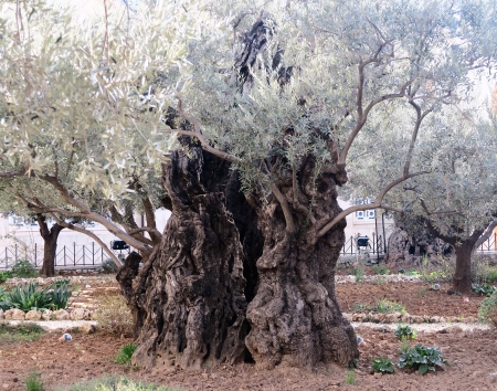 Izrael ve fotografiích
